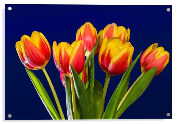 Tulip Vase. Acrylic by Bill Allsopp