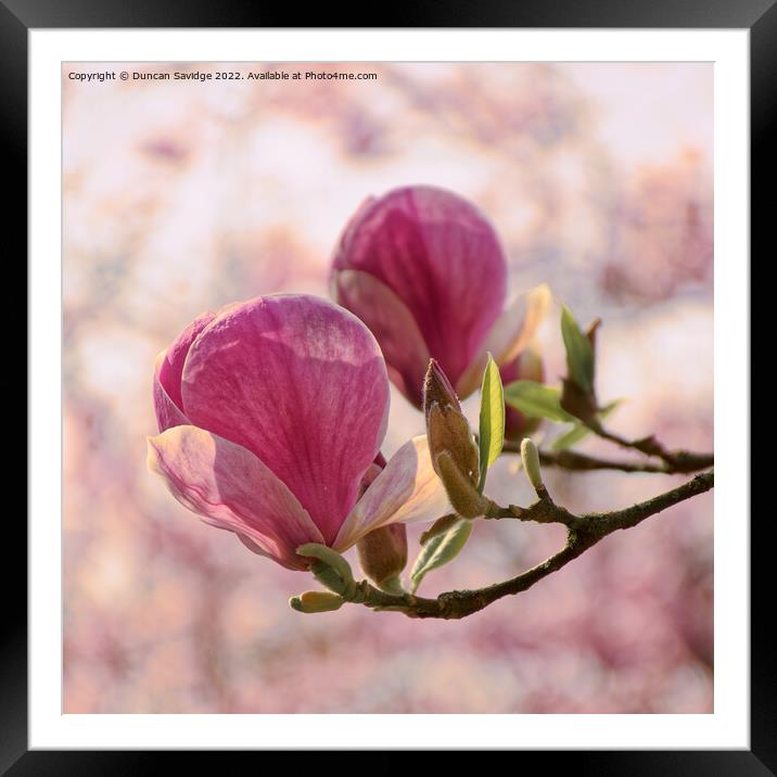 Magnolia tulip close up againts cherry blossom in Bath's botanical gardens  Framed Mounted Print by Duncan Savidge