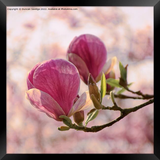 Magnolia tulip close up againts cherry blossom in Bath's botanical gardens  Framed Print by Duncan Savidge