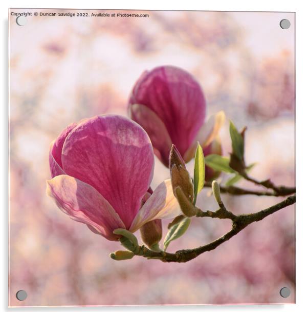 Magnolia tulip close up againts cherry blossom in Bath's botanical gardens  Acrylic by Duncan Savidge