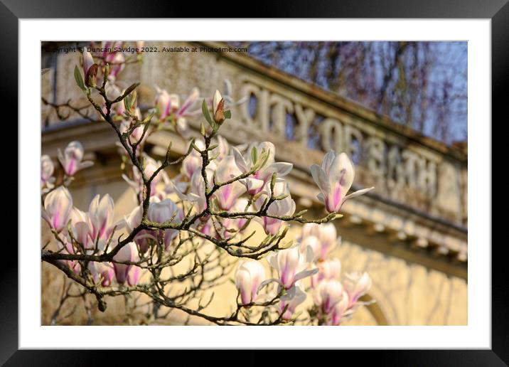 City of Bath Magnolia Tulip abstract  Framed Mounted Print by Duncan Savidge