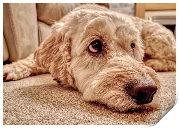 Labradoodle Loving Eyes Print by Helkoryo Photography