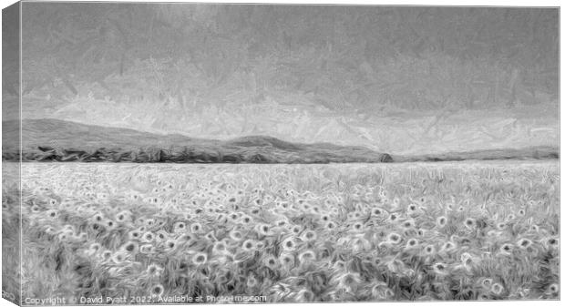 Sunflower Panorama Art Canvas Print by David Pyatt