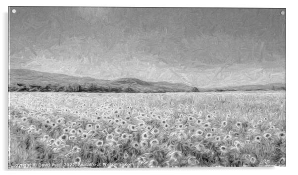 Sunflower Panorama Art Acrylic by David Pyatt