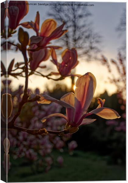 Tulip Magnolia at sunset on the Botanical Gardens Bath Canvas Print by Duncan Savidge