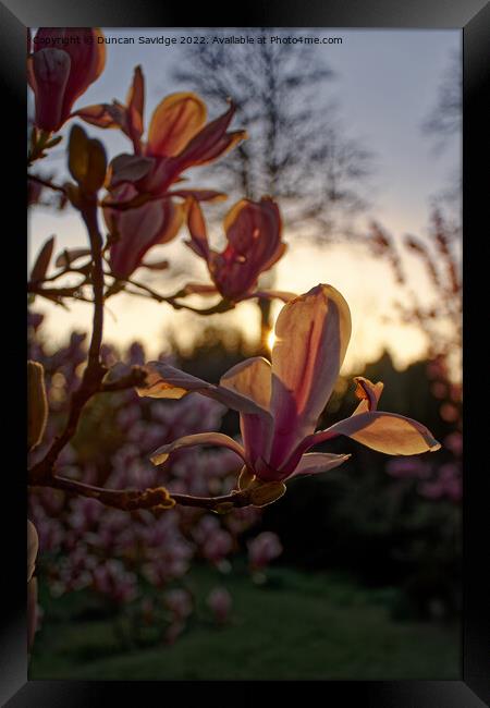 Tulip Magnolia at sunset on the Botanical Gardens Bath Framed Print by Duncan Savidge