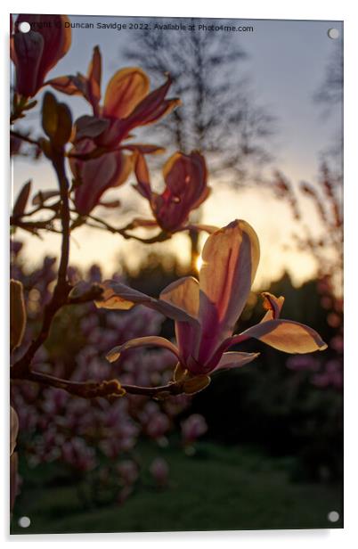 Tulip Magnolia at sunset on the Botanical Gardens Bath Acrylic by Duncan Savidge