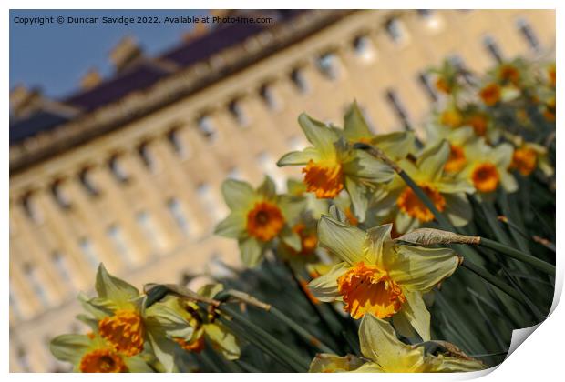 Daffodils at the Royal Crescent Bath abstract  Print by Duncan Savidge