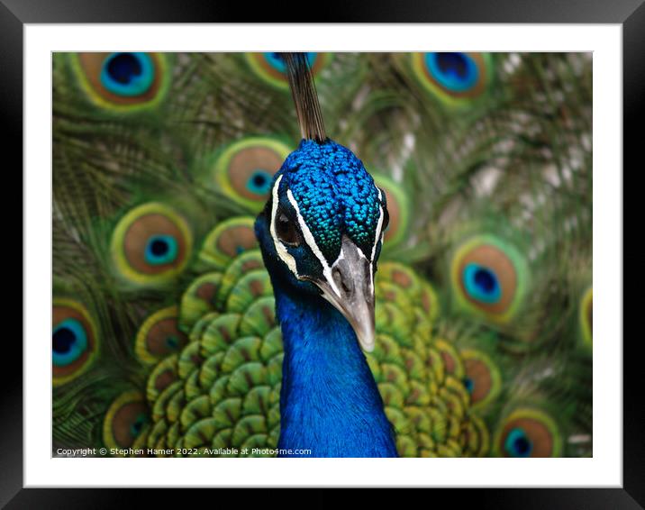 Proud as a Peacock Framed Mounted Print by Stephen Hamer