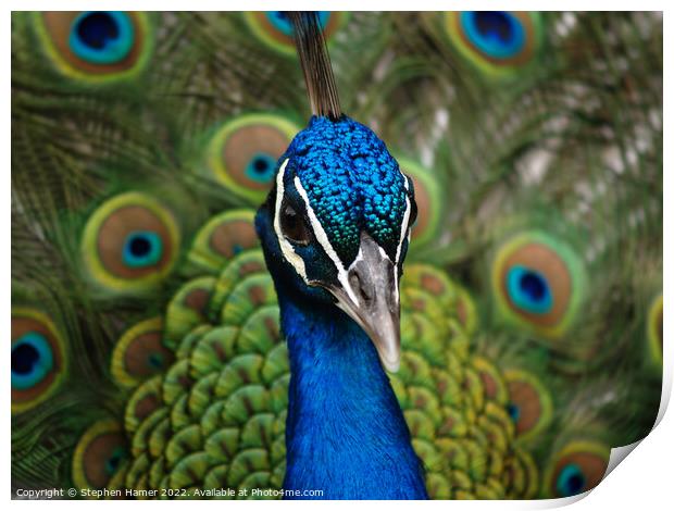 Proud as a Peacock Print by Stephen Hamer