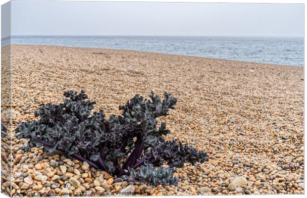 Purple Sea Kale sprouting on a shingle beach in Dorset Canvas Print by Gordon Dixon