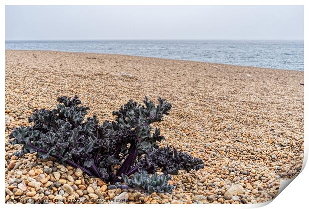 Purple Sea Kale sprouting on a shingle beach in Dorset Print by Gordon Dixon