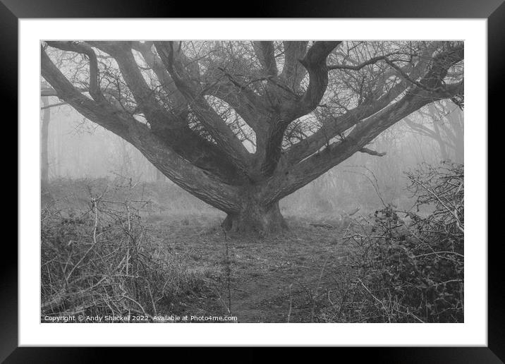 Moody Oak Framed Mounted Print by Andy Shackell