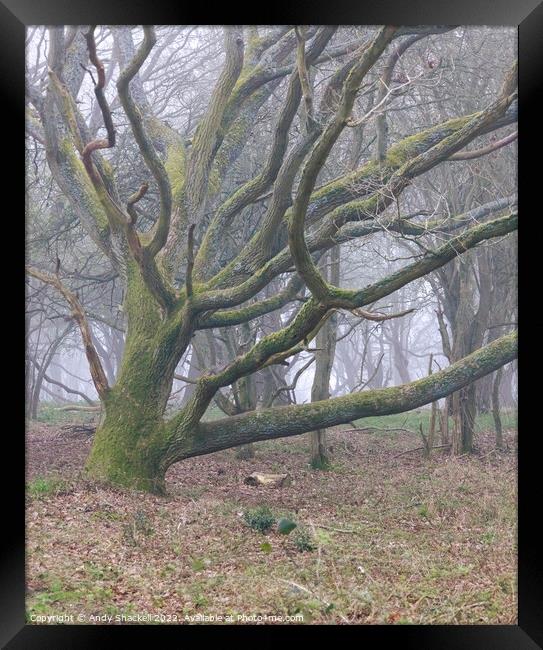 Misty oak Framed Print by Andy Shackell