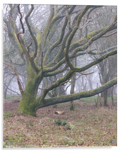 Misty oak Acrylic by Andy Shackell