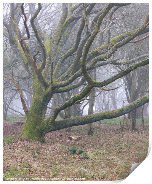 Misty oak Print by Andy Shackell