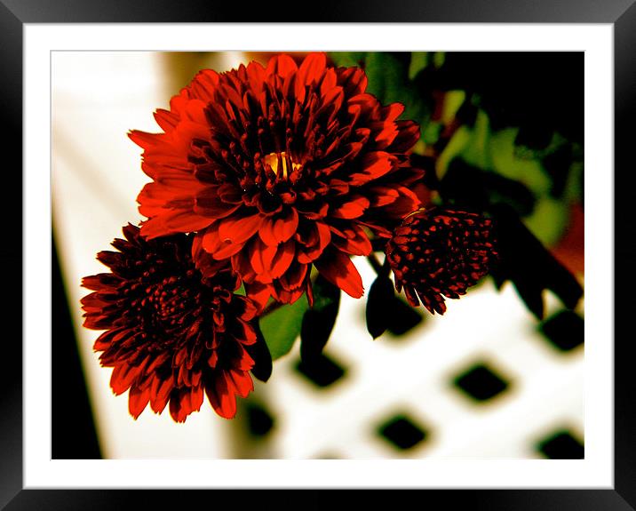 red Framed Mounted Print by anthony pallazola