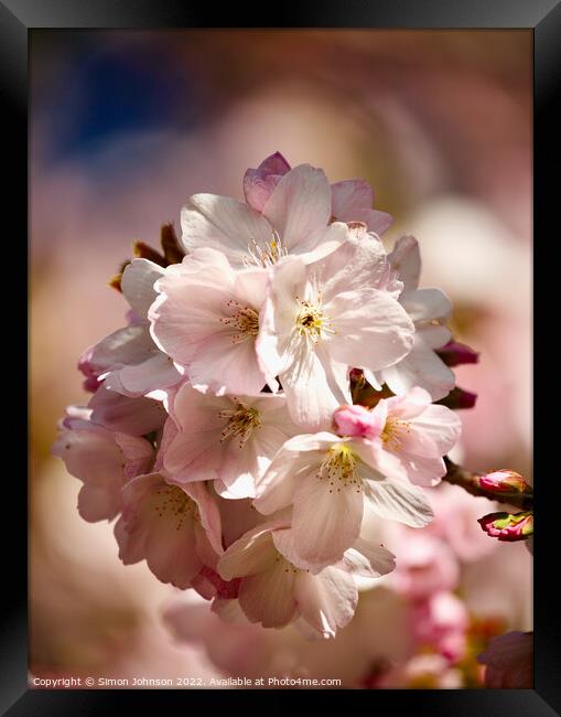 spring Cherry blossom Framed Print by Simon Johnson