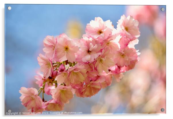 Spring Cherry Blossom Acrylic by Simon Johnson