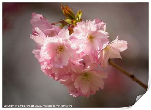 Sunlit Blossom Print by Simon Johnson