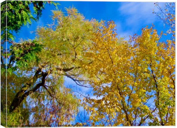 Colourful fall trees Canvas Print by Stephanie Moore