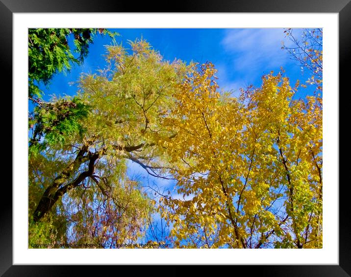 Colourful fall trees Framed Mounted Print by Stephanie Moore