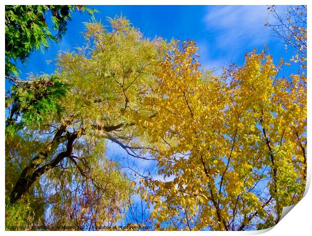Colourful fall trees Print by Stephanie Moore