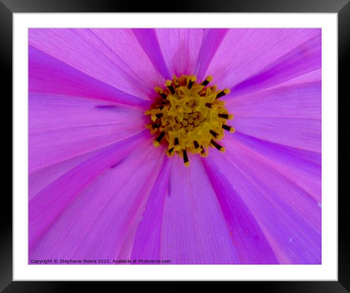Plant flower pink Framed Mounted Print by Stephanie Moore