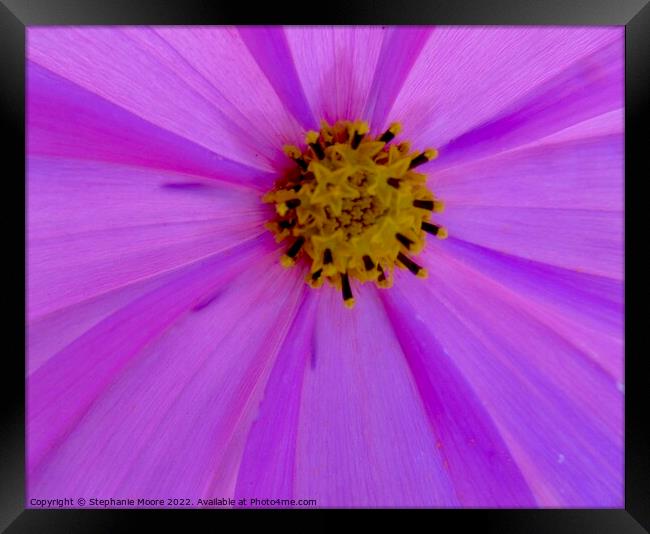 Plant flower pink Framed Print by Stephanie Moore