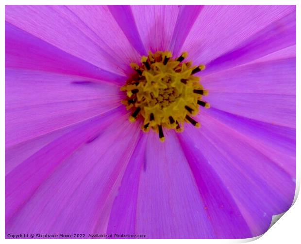 Plant flower pink Print by Stephanie Moore