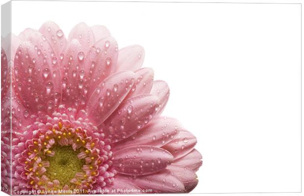 Bit Of A Daisy Canvas Print by Lynne Morris (Lswpp)