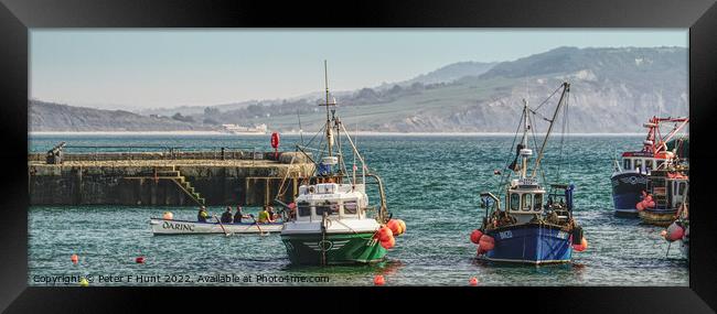 Lyme Regis Fishing Boats  Framed Print by Peter F Hunt