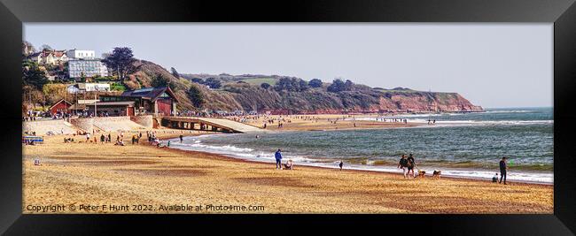 Exmouth On The Jurassic Coast Framed Print by Peter F Hunt