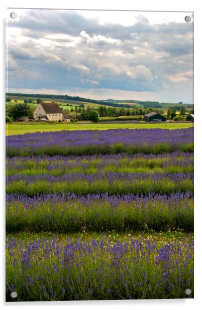 Lavender Field Summer Flowers Cotswolds England Acrylic by Andy Evans Photos