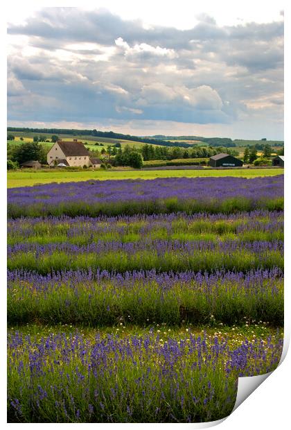 Lavender Field Summer Flowers Cotswolds England Print by Andy Evans Photos