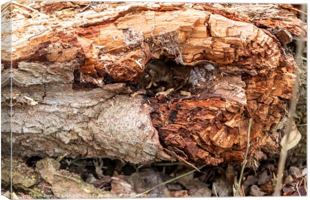 The Remains of a Fallen Tree Canvas Print by Pamela Reynolds