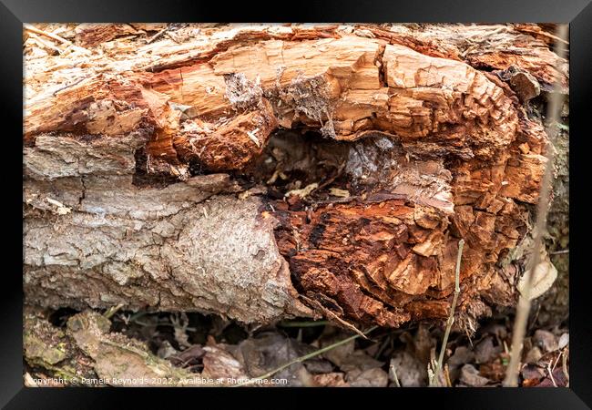 The Remains of a Fallen Tree Framed Print by Pamela Reynolds