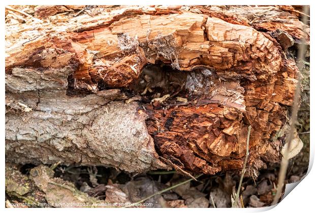 The Remains of a Fallen Tree Print by Pamela Reynolds