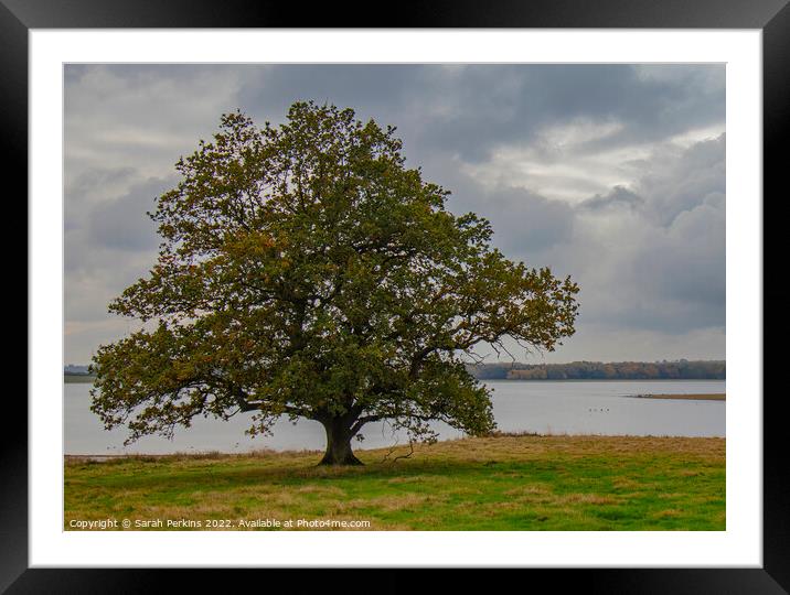 Lonely Oak over Rutland water Framed Mounted Print by Sarah Perkins