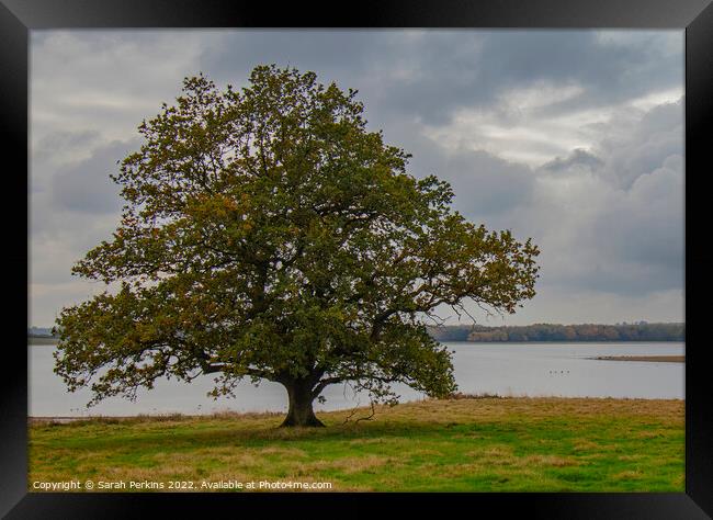 Lonely Oak over Rutland water Framed Print by Sarah Perkins