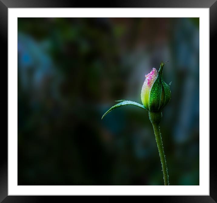 A Morning Rose Framed Mounted Print by Shaun Sharp