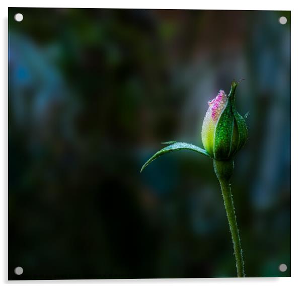 A Morning Rose Acrylic by Shaun Sharp