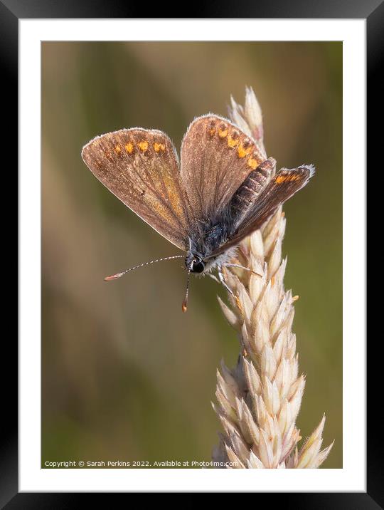 Brown Argus Butterfly Framed Mounted Print by Sarah Perkins