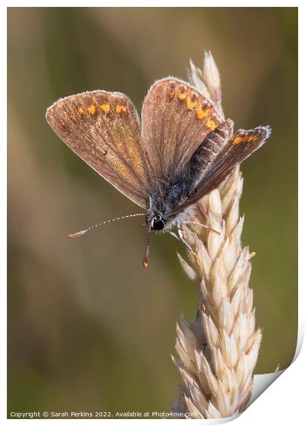 Brown Argus Butterfly Print by Sarah Perkins