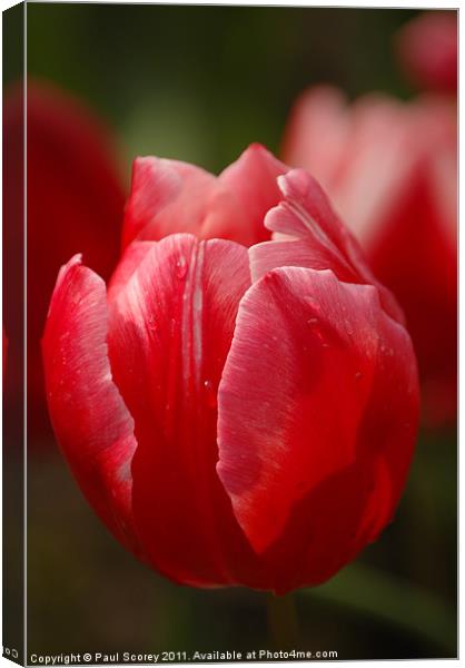 Tulips From Amsterdam Canvas Print by Paul Scorey