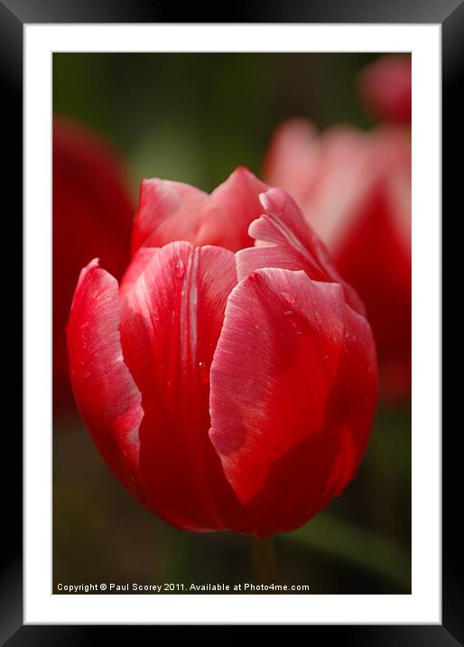 Tulips From Amsterdam Framed Mounted Print by Paul Scorey