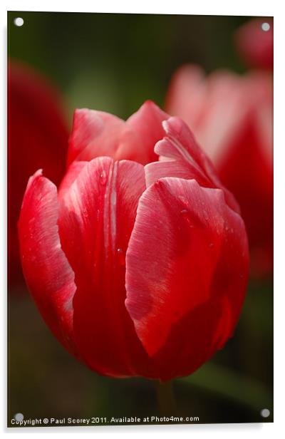 Tulips From Amsterdam Acrylic by Paul Scorey