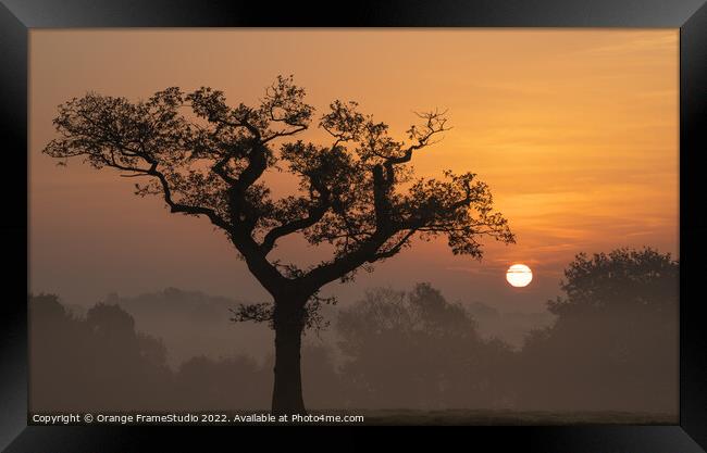 Tree Silhouette Sunrise Framed Print by Orange FrameStudio