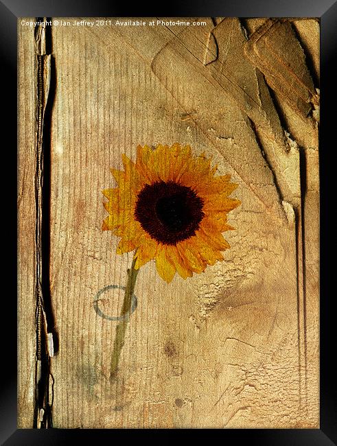 Sunflower Framed Print by Ian Jeffrey