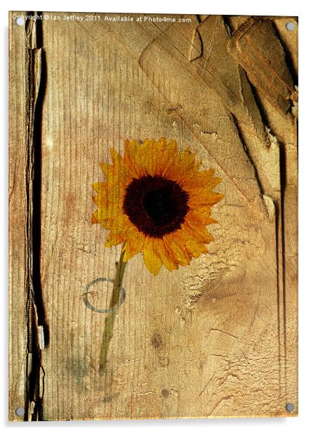 Sunflower Acrylic by Ian Jeffrey